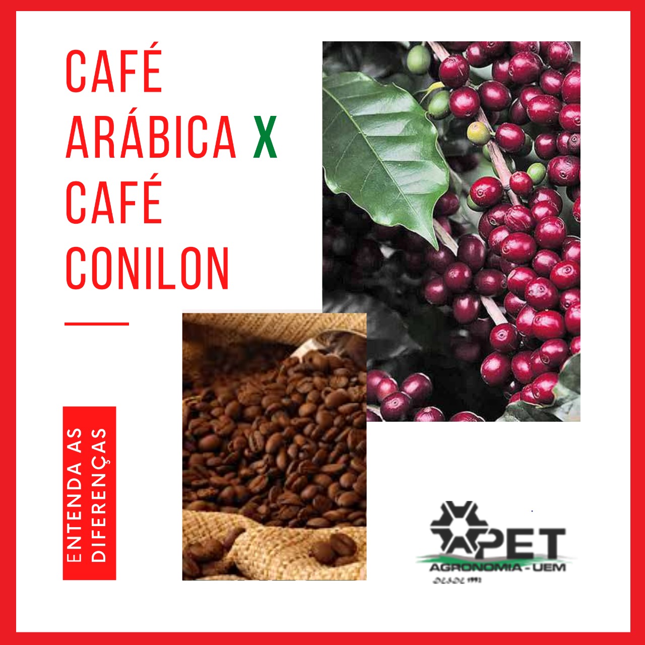 Café arábica versus café conilon: você sabe as principais